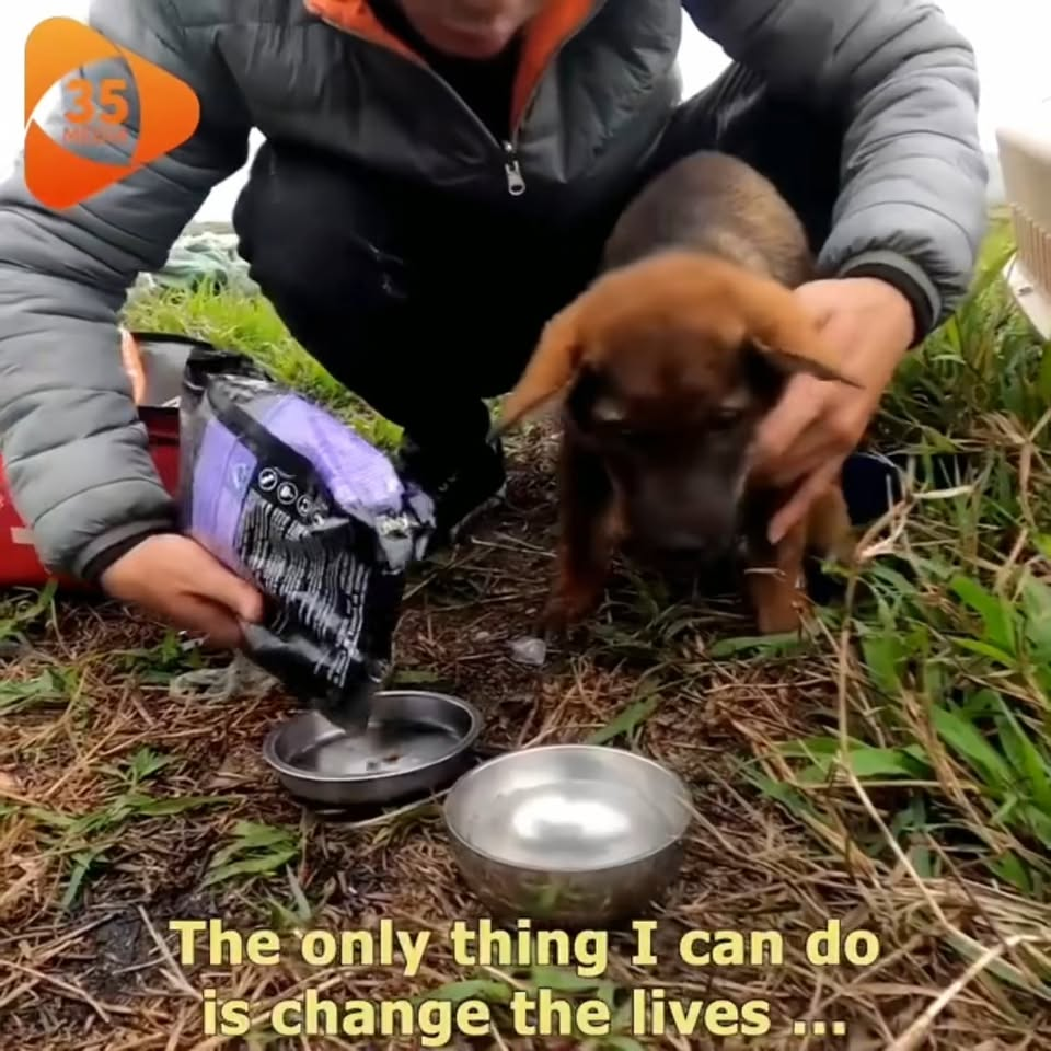 M2211022 Rescue Poor Dog Bandage On Its Head Dog Screams In Pai