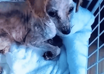 M2211023 Ele vivia em baixo de uma lona velha se arrastando #solidariedade #Am