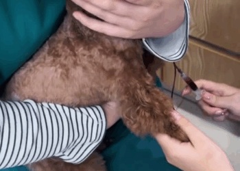 M2211024 Rescue Teddy Dog #rescue #help #love #warm #animalrescuecenter part2