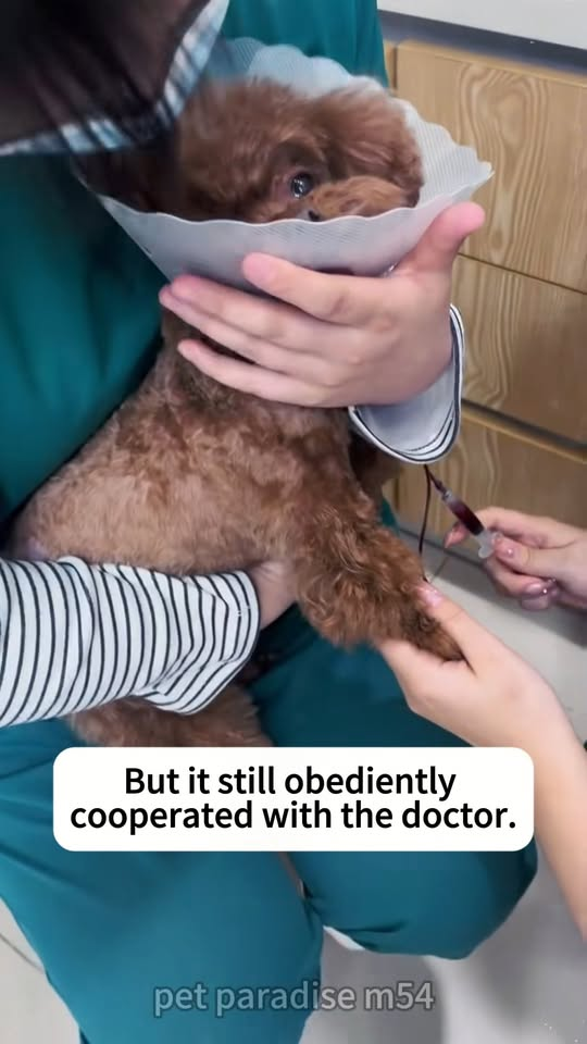 M2211024 Rescue Teddy Dog #rescue #help #love #warm #animalrescuecenter part2