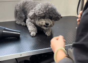 M2211025 He’s scared of people someone did something to him he started not trusting people 😢 part2