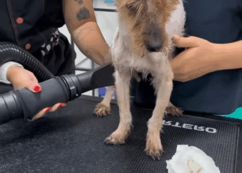 M2211026 poor little dog always lived confined within a tiny space #Story