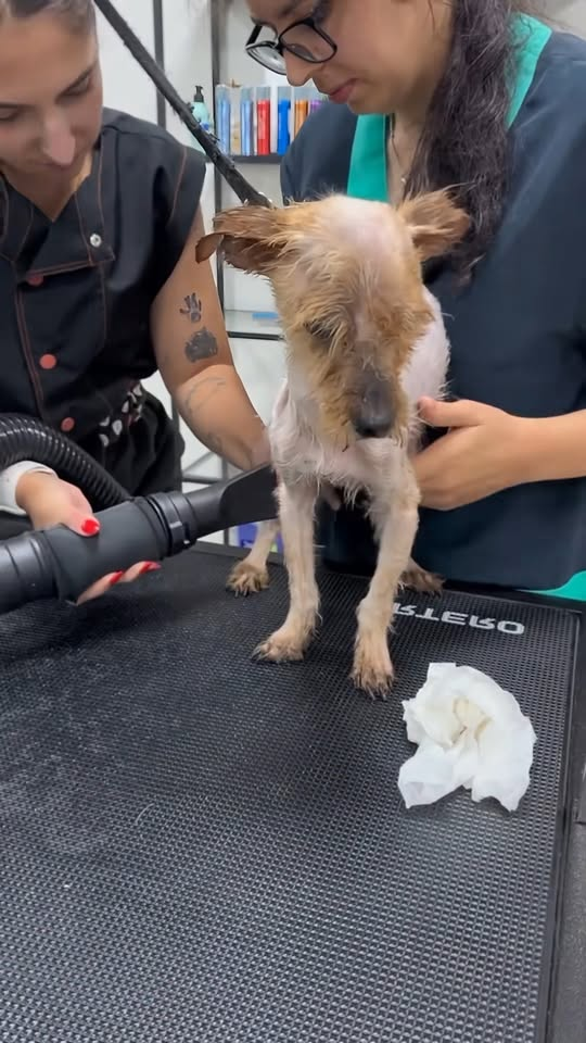 M2211026 poor little dog always lived confined within a tiny space #Story