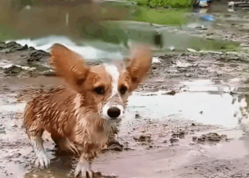 MB2011002_Rescue Dog Dengan Tiga Kaki. seekor anjing kecil jenis Corgi hidup d…_part2
