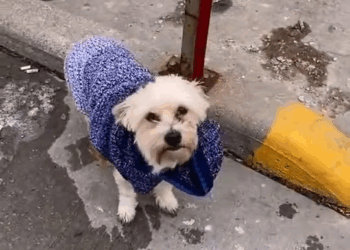 M0211008 “Abandoned in broad daylight… 💔 This tiny, helpless puppy was left on the streets, discarded like he didn’t matter