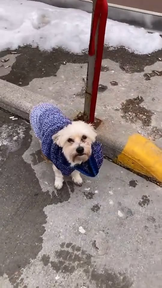 M0211008 “Abandoned in broad daylight… 💔 This tiny, helpless puppy was left on the streets, discarded like he didn’t matter