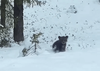 B2211012_kind man saved little bear was almost frozen to death th…_part2