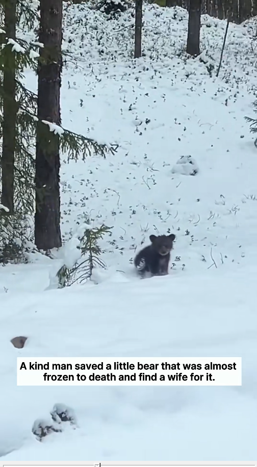 B2211012_kind man saved little bear was almost frozen to death th…_part2