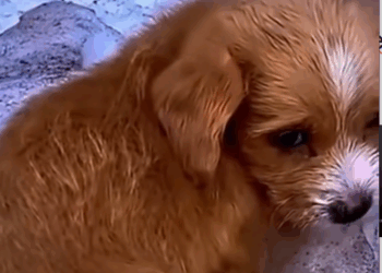 B2211008_Me abandonaron en la nieve mi pequeño cuerpo ya no aguantaba más El angel de la montaña_part2