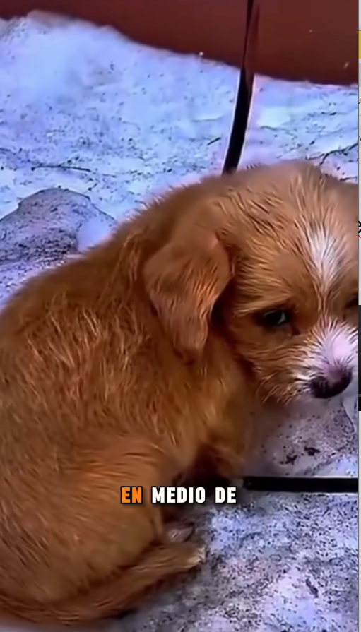 B2211008_Me abandonaron en la nieve mi pequeño cuerpo ya no aguantaba más El angel de la montaña_part2