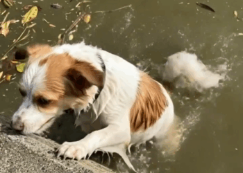 B2211009_Trapped! Poor Puppy Fights to Climb Out of Deep Water Monkey Luci_part2