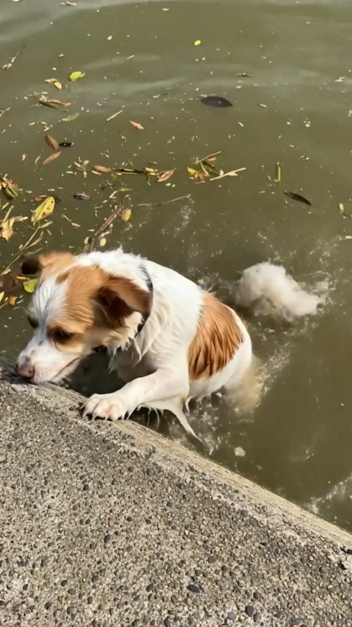 B2211009_Trapped! Poor Puppy Fights to Climb Out of Deep Water Monkey Luci_part2