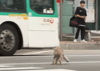 B2211011_It’s heartbreaking how cruel people are to these dogs._part2