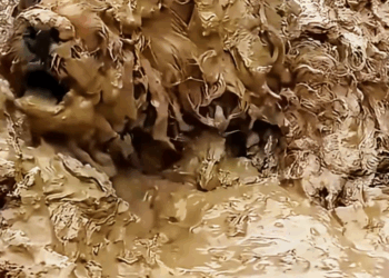 B2211004_dog is trapped in mud, unable to move, his life is on the…_part2