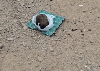 B2211006_Cachorro abandonado en la basura_part2