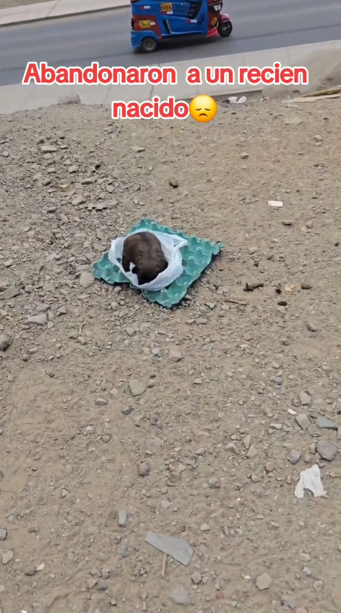 B2211006_Cachorro abandonado en la basura_part2