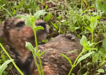 M0211009 On my way to work, I saw a poor dog that had been hit by a car and immobilized on the side of the road