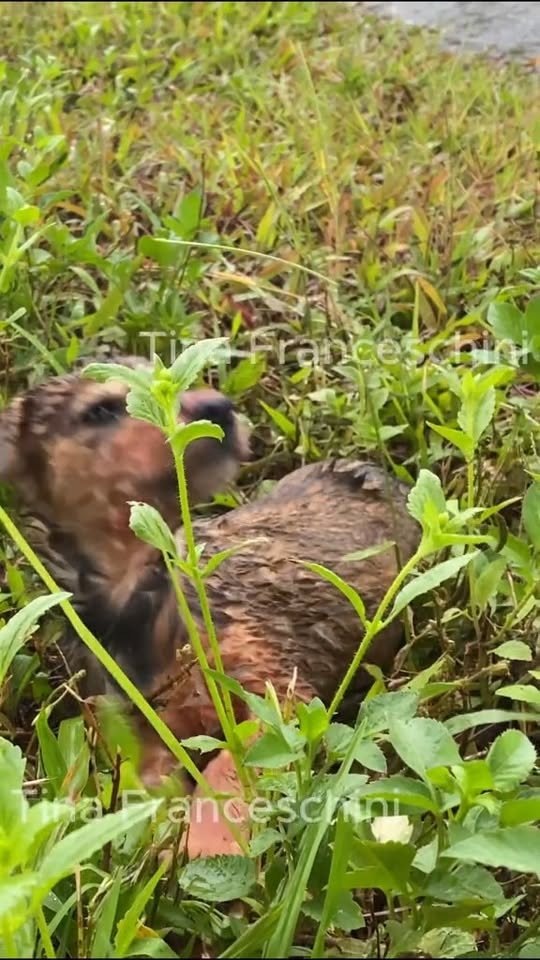 M0211009 On my way to work, I saw a poor dog that had been hit by a car and immobilized on the side of the road