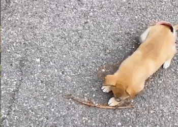 M0211011 I found an injured puppy on the roadside