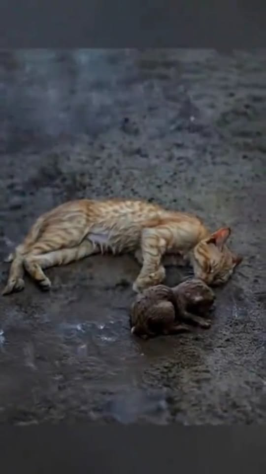 M0211012 kasian induknya sampe pingsan#KucingKurus #Kucing #PecintaHewan part2