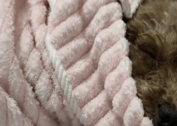 M0211013 What the hell is this This disabled dog had some kind of problem with its legs and mouth tied up and left on the street