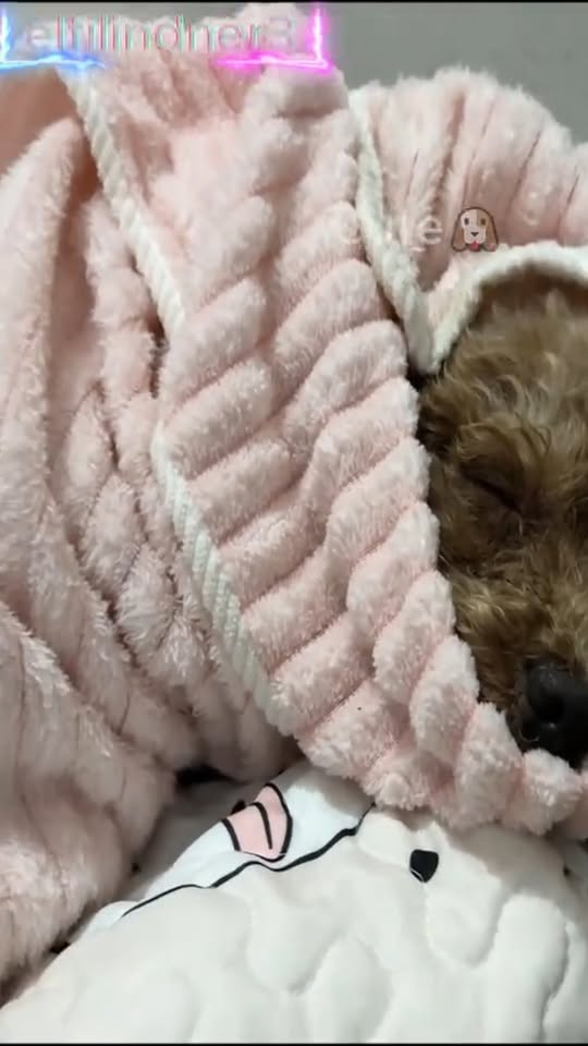 M0211013 What the hell is this This disabled dog had some kind of problem with its legs and mouth tied up and left on the street