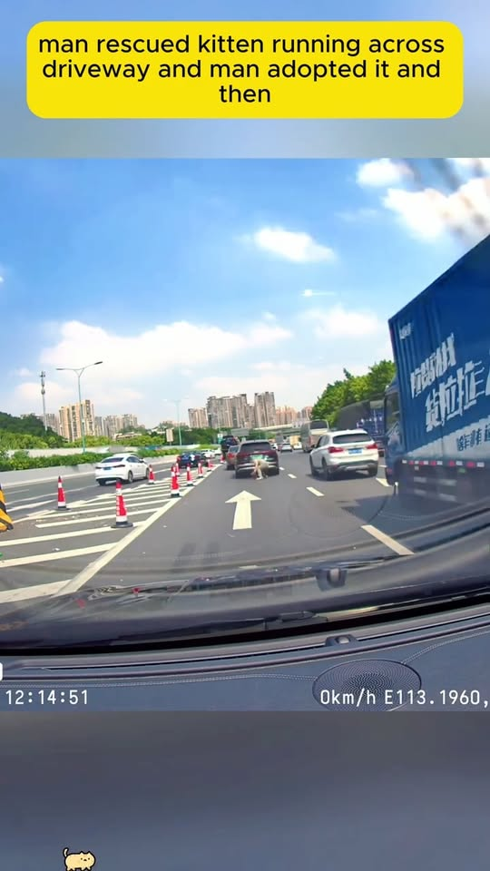 M0211014 A man finds a kitten running dangerously in front of a car and makes a decision that changes its life