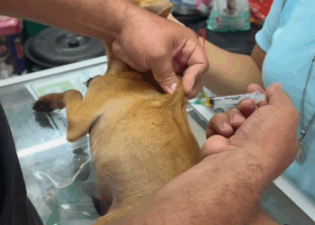 M0211017 El rescate de cielito lindo PARTE 1 🥹❤️ part2