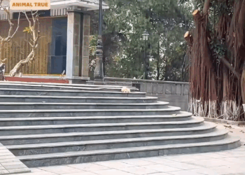 M0211018 The poor puppy, exhausted from hunger and cold, waited for its deceased owner at the cemetery for two days part2