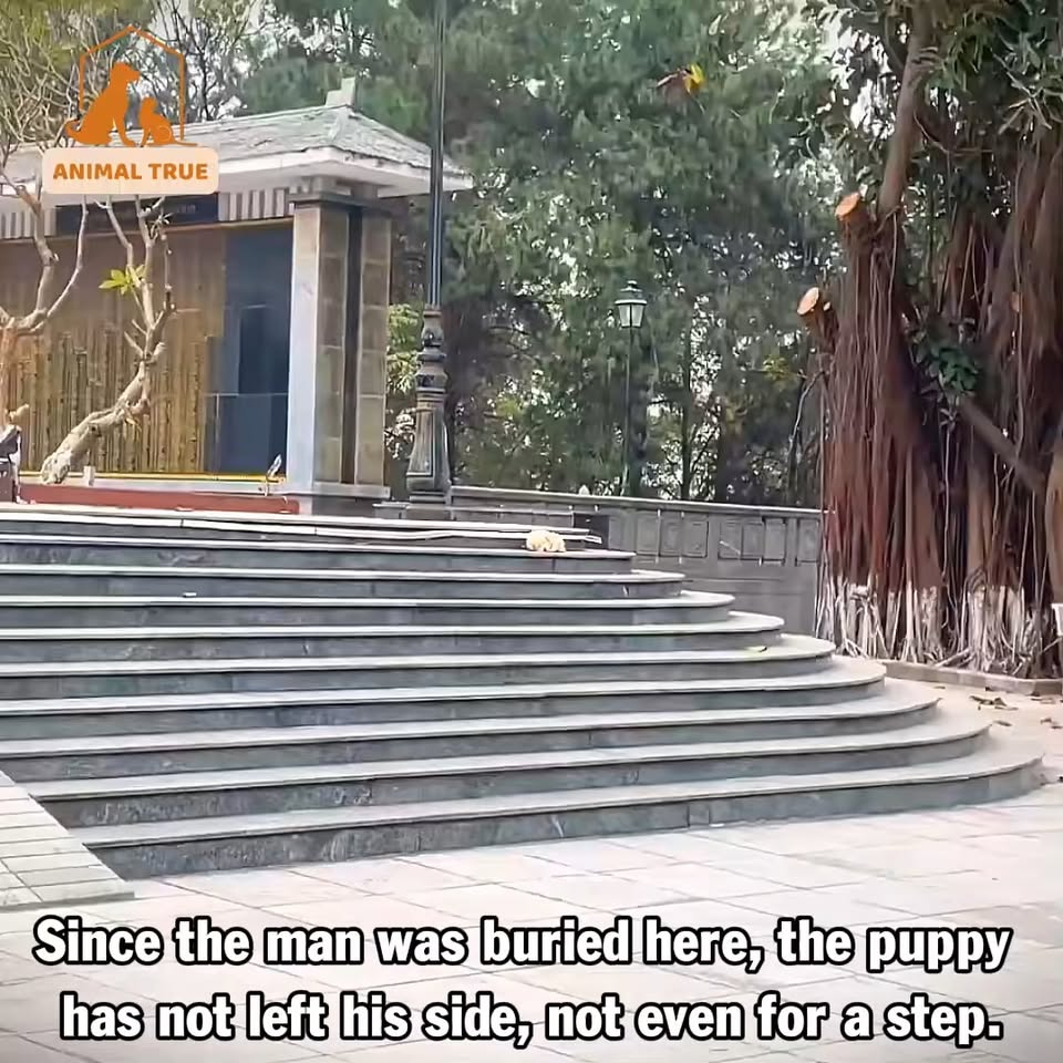 M0211018 The poor puppy, exhausted from hunger and cold, waited for its deceased owner at the cemetery for two days part2