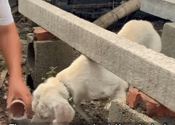 M0211019 From Chain to Freedom This Lab’s Fight for Warmth #labrador #animalrescue #saveadog #neglecteddog #mange #fyp #foryou #foryoupage part2