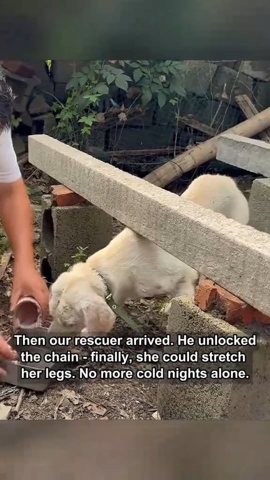 M0211019 From Chain to Freedom This Lab’s Fight for Warmth #labrador #animalrescue #saveadog #neglecteddog #mange #fyp #foryou #foryoupage part2