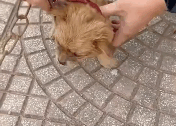 M0211020 He Found a Chained Puppy… Then This Happened! #animalrescue #rescuedog #heartwarmingmoments #fyp #viral part2