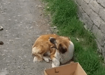 M3010024_Heartbreaking mom & her newborn puppies were thrown away without any mercy. Some couldn’t survive #animals #animal #animalsoftiktok #animalrescue_part2