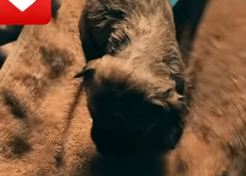 M0211021 Puppy Abandoned #foryou #animal #dog #puppy #abandoned part2