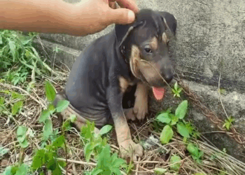 M0211022 Part 1 Rescue the poor little dog left on the empty street and chained with a long chain part2