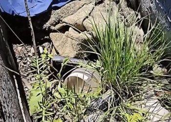 M0211023 Part 1 Abandoned Puppy was Thrown in the Dumpster and Struggling to Survive Until This Happened #hope #dog #savedogs #savedpets #dogvideos #dogso part2