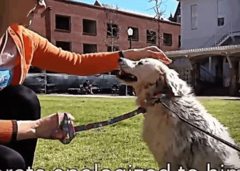 M0211024 Part 1 Dog made us believe it was over and then bites rescuer multiple times!!! 😱 #hope #dog #savedogs #savedpets #dogvideos #dogsoftiktok #fyp part2