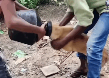 M3110015 Kind people rescue stray dog ​​with head stuck in jar Review People and Life part 2