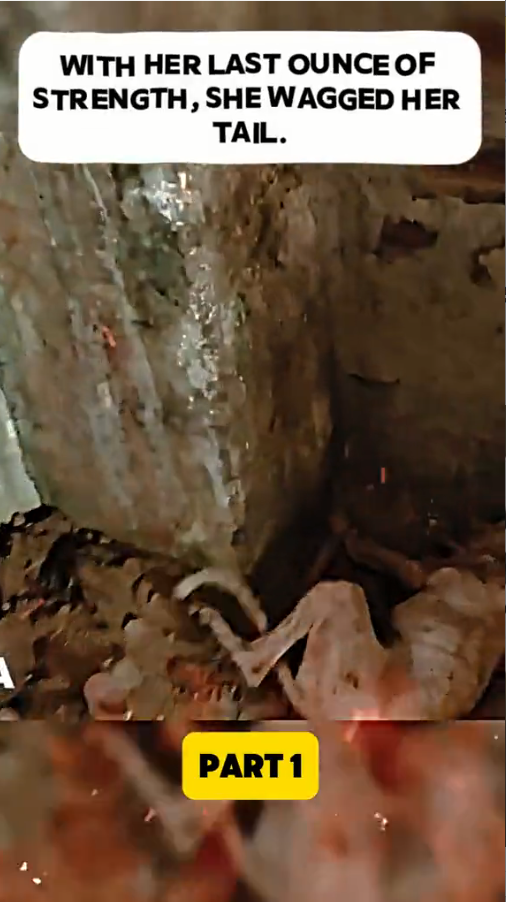 M0211025 Part 1 With her last ounce of strength, she wagged her tail