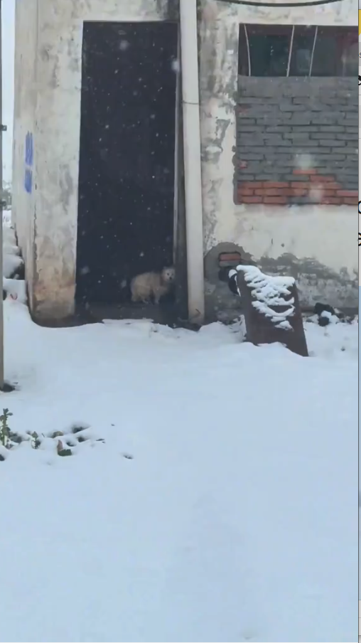 M0211026 I bought the dog that was tied outside by its owner in the middle of the snowy winter