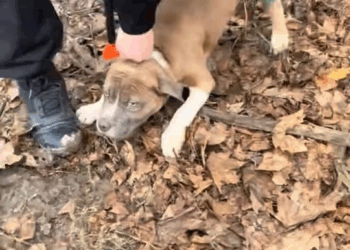 M0211027 PSA 🗣️ this is why you don’t leave your dog tethered when you aren’t home and watching! #aco #animalsoftiktok #cleveland #tethered #tiedupdog #pu part2