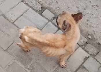 M0211028 Hello, his name is Hani, a dog who was abused by his previous owner until he only weighed nine kilograms