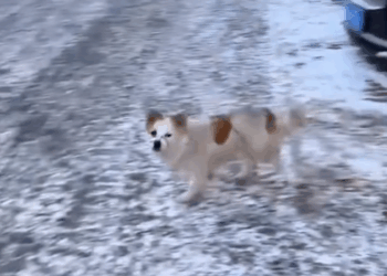 M0211018_#dog #dogsoftiktok #poordog _part2