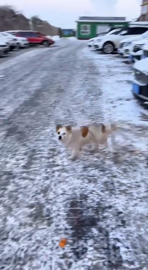 M0211018_#dog #dogsoftiktok #poordog _part2