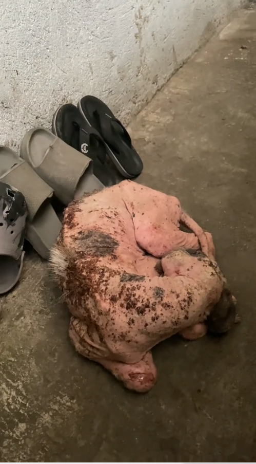 M0211019_@Raniel Tiglao🇵🇭 @Raevin Bonifacio @Leah Borbon I HOPE HE IS RESCUED ALSO..Poor @Strays Worth Saving – SWS _part2