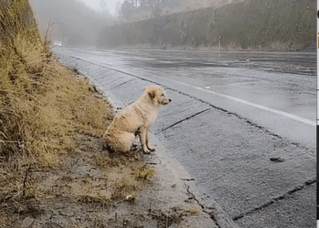 M0211021_ poor guy, who abandoned him #perritostiktok #paratiiiiiiiiiiiiiiiiiiiiiiiiiiiiiiiiii #🐕🐕🐕🙏🙏🦮🦮🦮🐈🐈 _part2