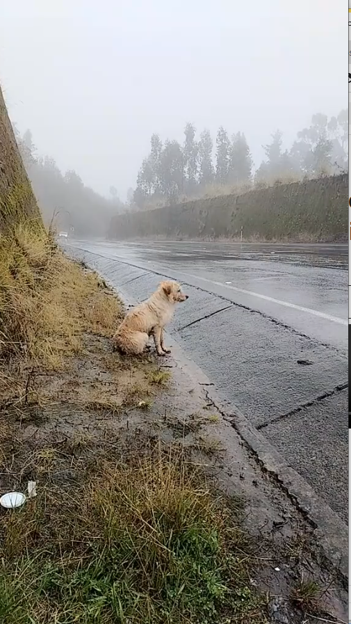 M0211021_ poor guy, who abandoned him #perritostiktok #paratiiiiiiiiiiiiiiiiiiiiiiiiiiiiiiiiii #🐕🐕🐕🙏🙏🦮🦮🦮🐈🐈 _part2