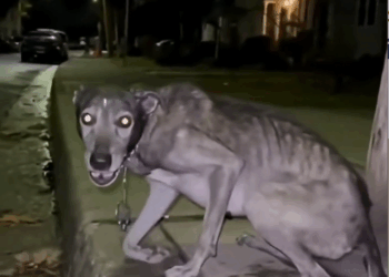 M0211023_We Saved a stray Dog From Abused Support Now ❤️‍🩹— Link in bio #rescue #animals #lovestory _part2