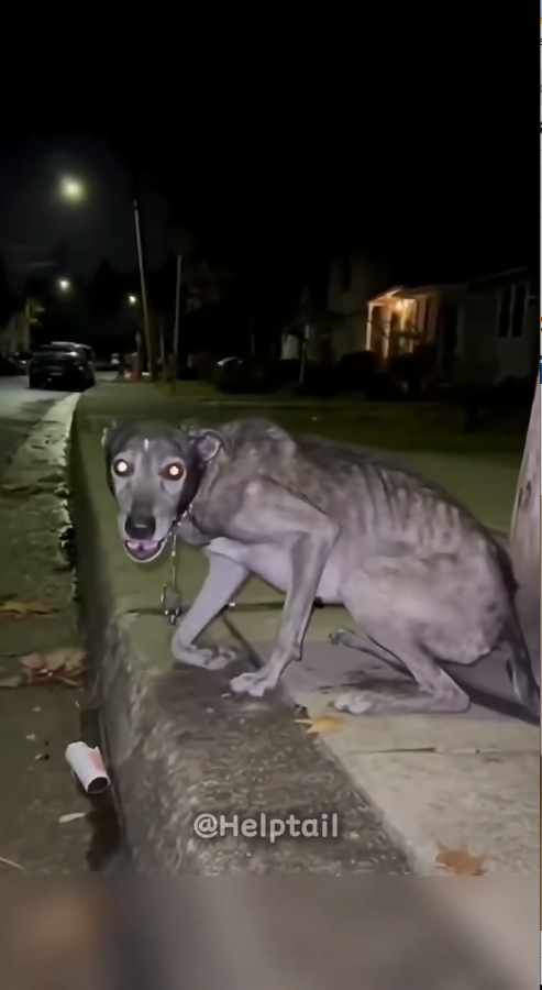 M0211023_We Saved a stray Dog From Abused Support Now ❤️‍🩹— Link in bio #rescue #animals #lovestory _part2